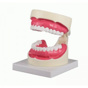 Enlarged Oral Hygiene Model